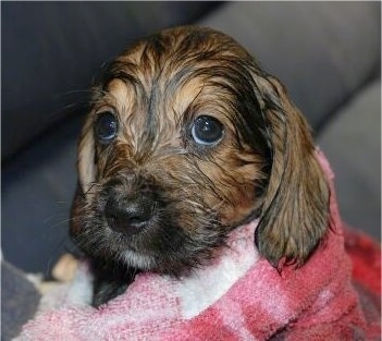 Basset Hound Puppies on Bowzer  Bowzers  Basset Hound   Miniature Schnauzer Hybrid Dogs