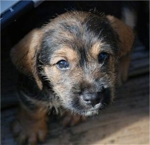 Close Up - A black with tan Bowser puppy is standing across a wooden deck and it is looking forward.