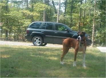 Ramsey the Boxer standing a yard with a Jeep behind him