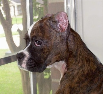 Bizmark the Boxer puppy with very short cropped ears sitting in front of a window looking off to the side