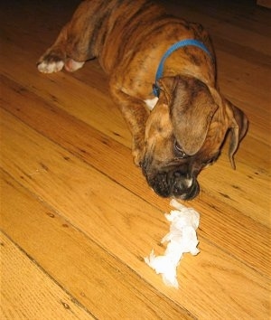 Bruno the Boxer Puppy playing with paper he got out of the trash
