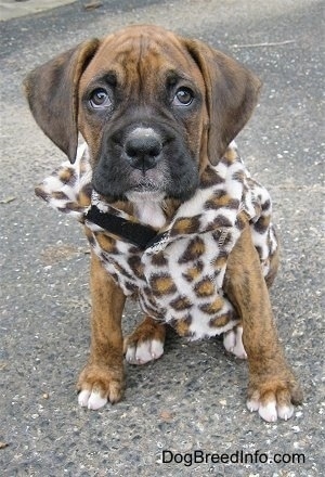 Bruno the Boxer wearing a leopard jacket sitting on a black top