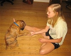 Bruno the Boxer puppy puts his other paw in Amies hand