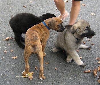 Bruno the Boxer standing next to Shadow and Chase