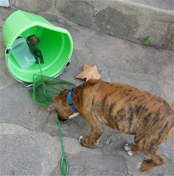 Bruno the Boxer Puppy snifffing a fishing net