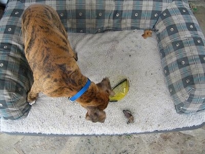 Bruno the Boxer Puppy with safety glasses in his dog bed