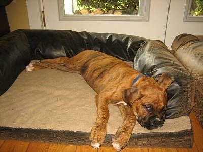 http://www.dogbreedinfo.com/images20/BrunoBoxerPuppy12WeeksTiredFromShot.JPG