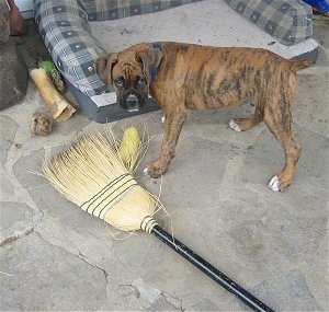 Bruno the Boxer standing next to a broom that he chewed on