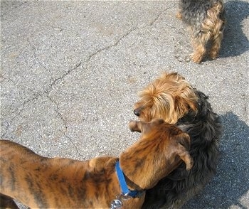 Bruno the Boxer Puppy trying to smell Jack the Yorkshire Terrier