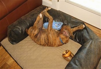 Bruno the Boxer chewing on a shoe in a dog bed
