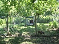 Yard attached to the dog kennel