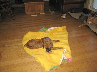 Bruno the Boxer laying on a blanket chewing a dog bone