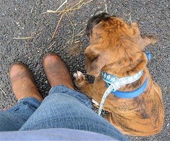 Bruno the Boxer sitting on a blacktop