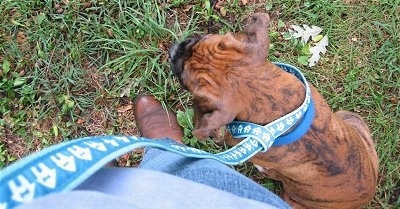 Bruno the Boxer Puppy sitting in grass