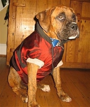 Dressed up dogs