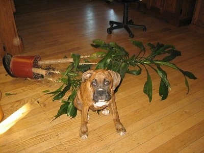 Bruno the Boxer Puppy sitting in front of a fallen plant