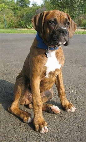 Bruno the Boxer sitting outside on a blacktop