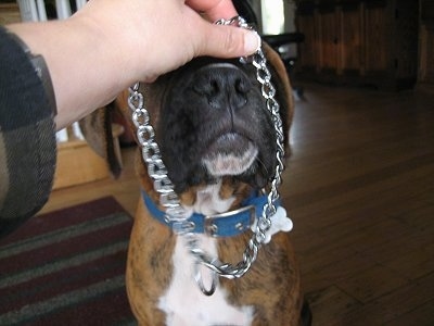 Putting a choke collar on Bruno the Boxer