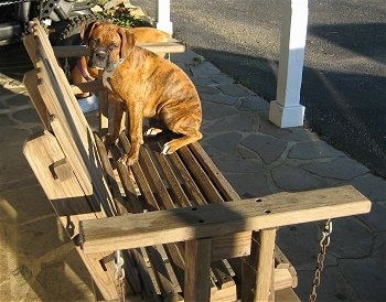 Bruno the Boxer puppy sitting facing the back of the glider in an attempt to look in the house window