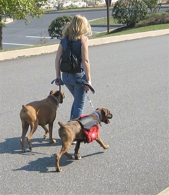 Lady leading two dogs in a walk in a parking lot