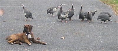 Bruno the Boxer Puppy laying on a blacktop in front of a line of guinea fowl