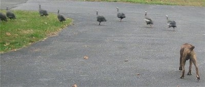 The Guineas are running away from Bruno the Boxer Puppy