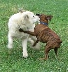 Bruno the Boxer jumping up at Tacoma the Great Pyrenees