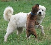 Bruno the Boxer tackling Tacoma the Great Pyrenees