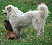 Bruno the Boxer laying down in front of Tacoma the Great Pyrenees who is standing up