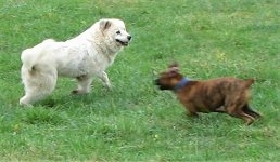 Bruno the Boxer running around Tacoma the Great Pyrenees