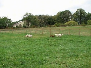 Bruno the Boxer and Tacoma and Tundra the Great Pyrenees running around the horse feild