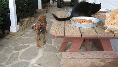 Bruno the Boxer walking towards the cat food table looking up at the cats