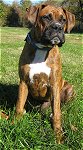 Bruno the Boxer as a Puppy sitting outside in a large field