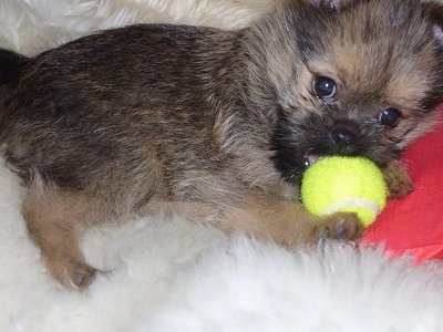 Close Up - The right side of a black and brown Brusselranian puppy that is laying across a furry rug with a tennis ball in its mouth.