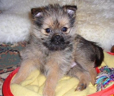 The left side of a black and brown Brusselranian puppy that is laying in a dog bed, next to a rope toy and it is looking forward.