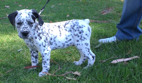 Duke the Bullmatian puppy standing outside and looking at the camera holder with a person holding a leash behind him