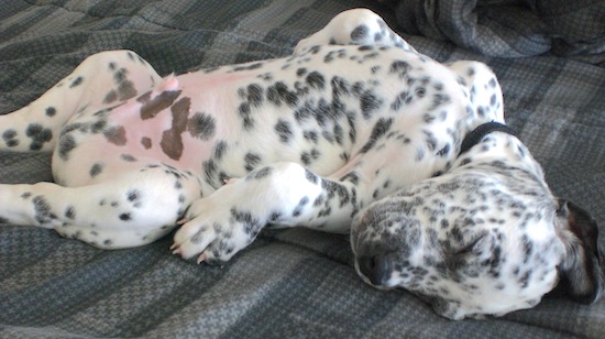 Duke the Bullmatian puppy laying belly-up on a bed