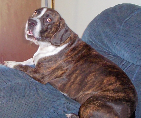 A brown brinble with white Bully Basset dog is laying on a blue couch and looking to the left of its body. Its mouth is open.