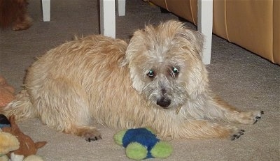 Ditka the Cairnese laying on a tan carpet near a white table and yellow leather couch with plush toys surrounding it