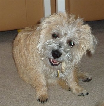 Close Up - Ditka the Cairnese sitting under a table which is up against a yellow leather couch and chewing on a bone