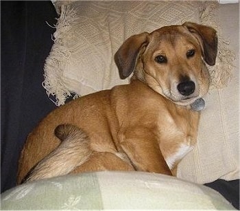 Pidda, the Carolina Dog / Dingo mixed with a small bree
