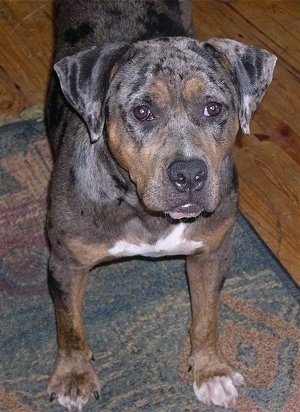 Lexi the Catahoula Bulldog is standing on a rug and looking up to the camera holder