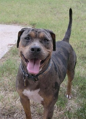 Lexi the Catahoula Bulldog is standing outside next to a concrete path. Her mouth is open and her tongue is out