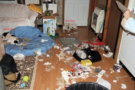 There is a dog sitting in front of a door and another dog laying on a dog bed. There is trash spread throughout the whole room. The Dog on the dog bed has the words 'Good Dog' over it and the other dog has the words 'Bad Dog' over it.