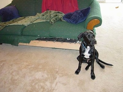 Sully the Lab/Pit mix is sitting in front of a couch and its head is turned right with its eyes closed. The front bottom part of the couch is chewed down to the wood and springs