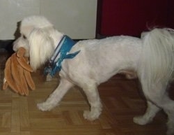 Giovanni the Chacy Ranior is walking across a hardwood floor with a plush toy in its mouth