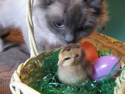 A blue-eyed, white with grey cat is smelling a chick inside a white wicker basket with two plastic eggs behind it. One egg is orange and the other is purple.