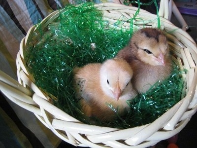 Two Baby Chicks are sitting in a white wicker basket on top of green plastic Easter grass.
