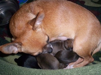 Ginger Pie the Chihuahua with a litter of newborn Chihuahua puppies in a green dog bed