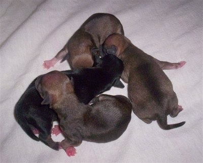 Four Newborn Chihuahua Puppies clustered together in the middle of a white blanket